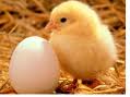 chicken egg